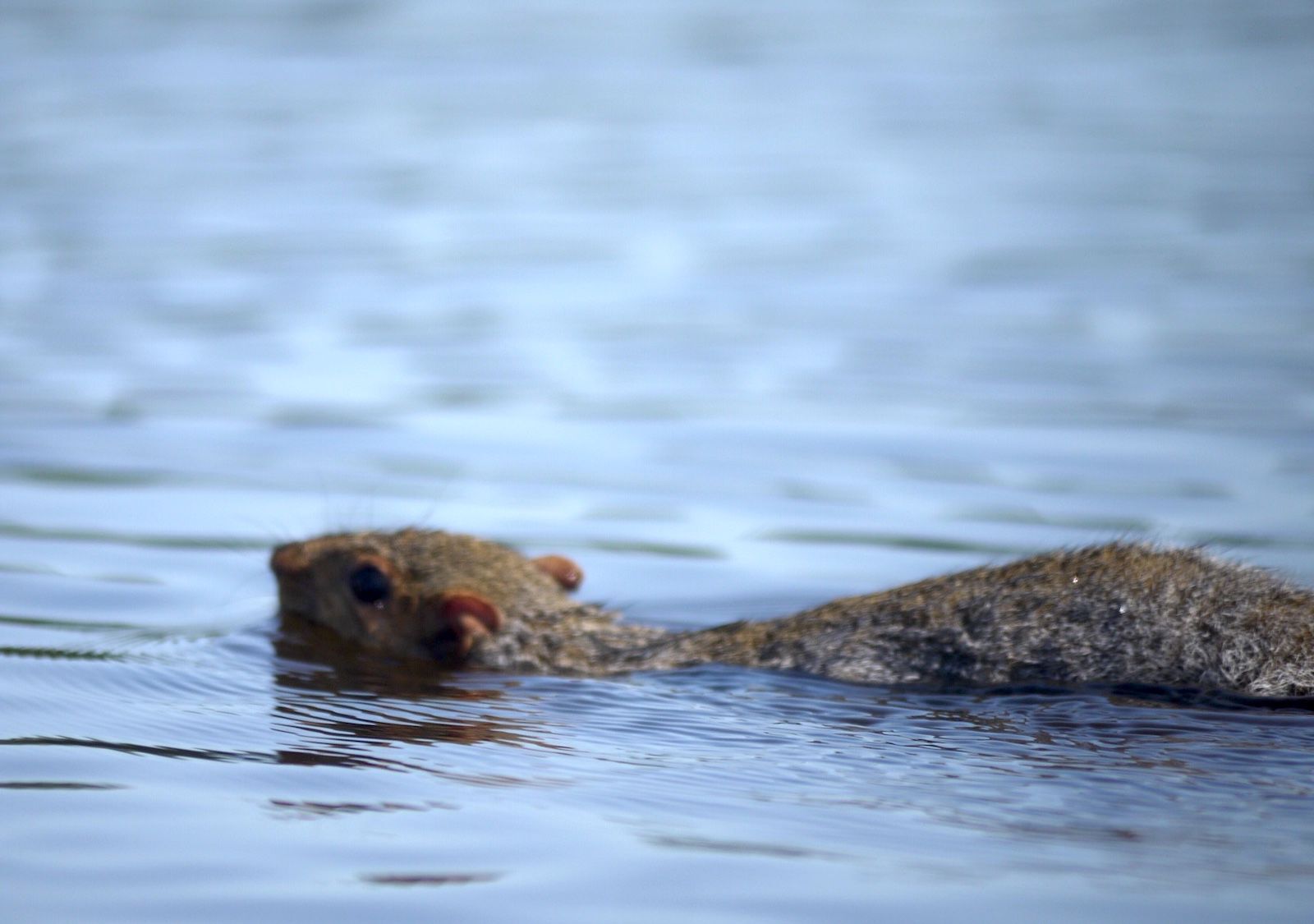 Squirrel swims in Little Blackwater River